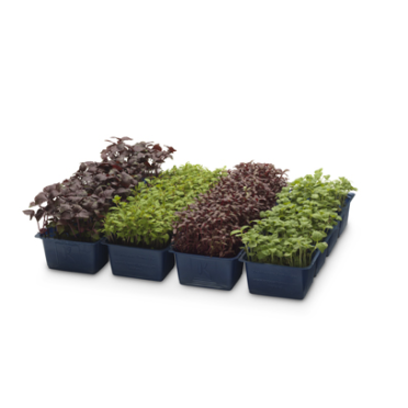 ANL Packaging Emballage pour herbes