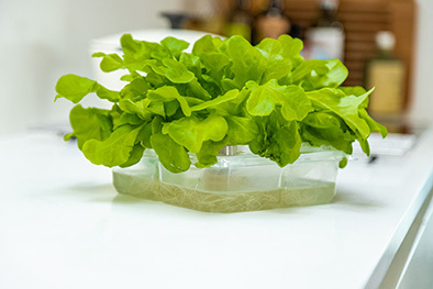 ANL Packaging tray to grow your own salad